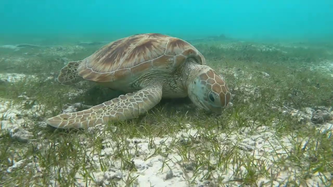Kuredu island day diving, March '25