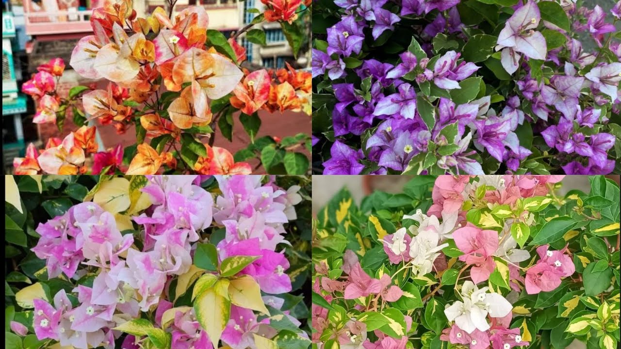 Thailand Rare Variety Bougainvilla available!!|Bougainvilla|Plants|Zahar Gardens|