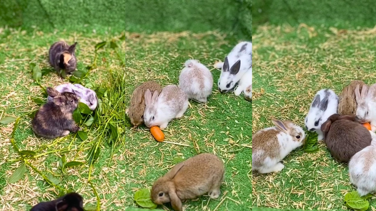 40 Minutes of Adorable Baby Rabbits! | No Background Music