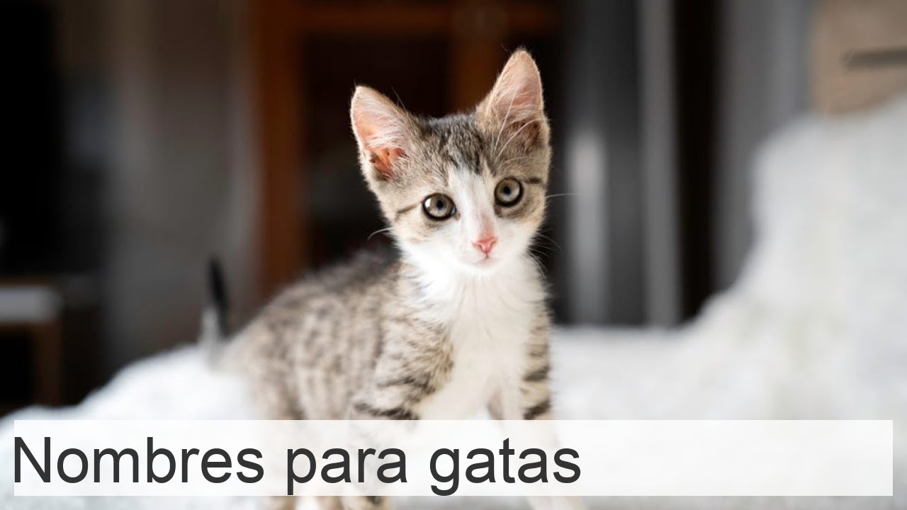 +250 Nombres bonitos para gatas y gatitas - Muy originales