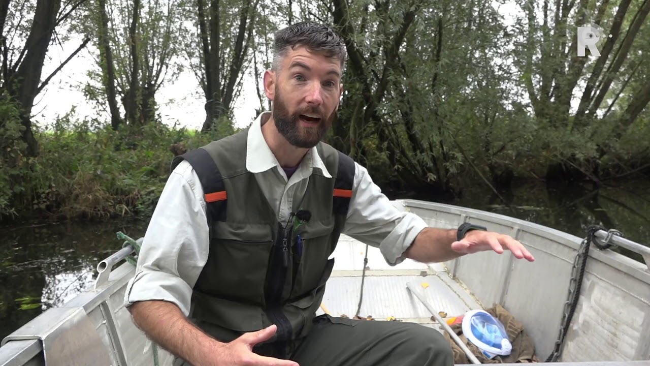 Unieke onderwaterbeelden van zwemmende Biesbosch-bever #10