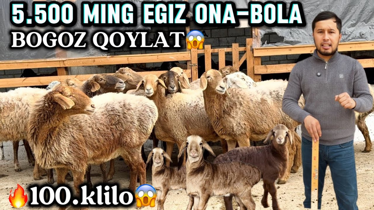 😱 5.500 ming 🔥EGIZ. ONA-BOLA.BOGOZ QOYLAR 🔥KIRGIZ. TOJIG. PARODA.