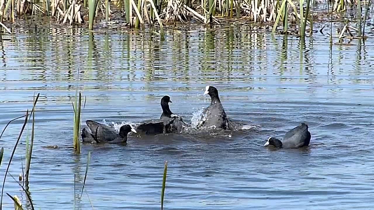 Lyska čern&aacute; - Když se pt&aacute;ci poperou