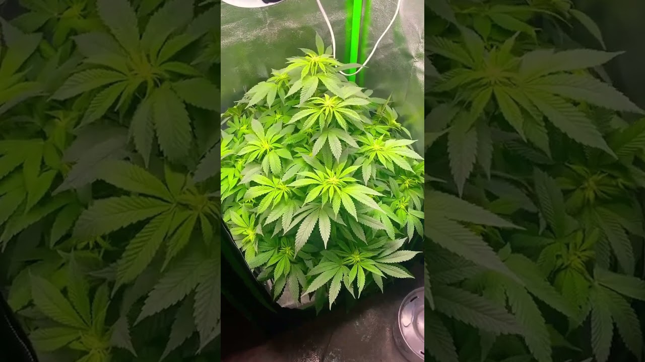 Black Domina Flower Day 14 🌱 Daily Grow Update #BlackDomina #GrowUpdate #Day14