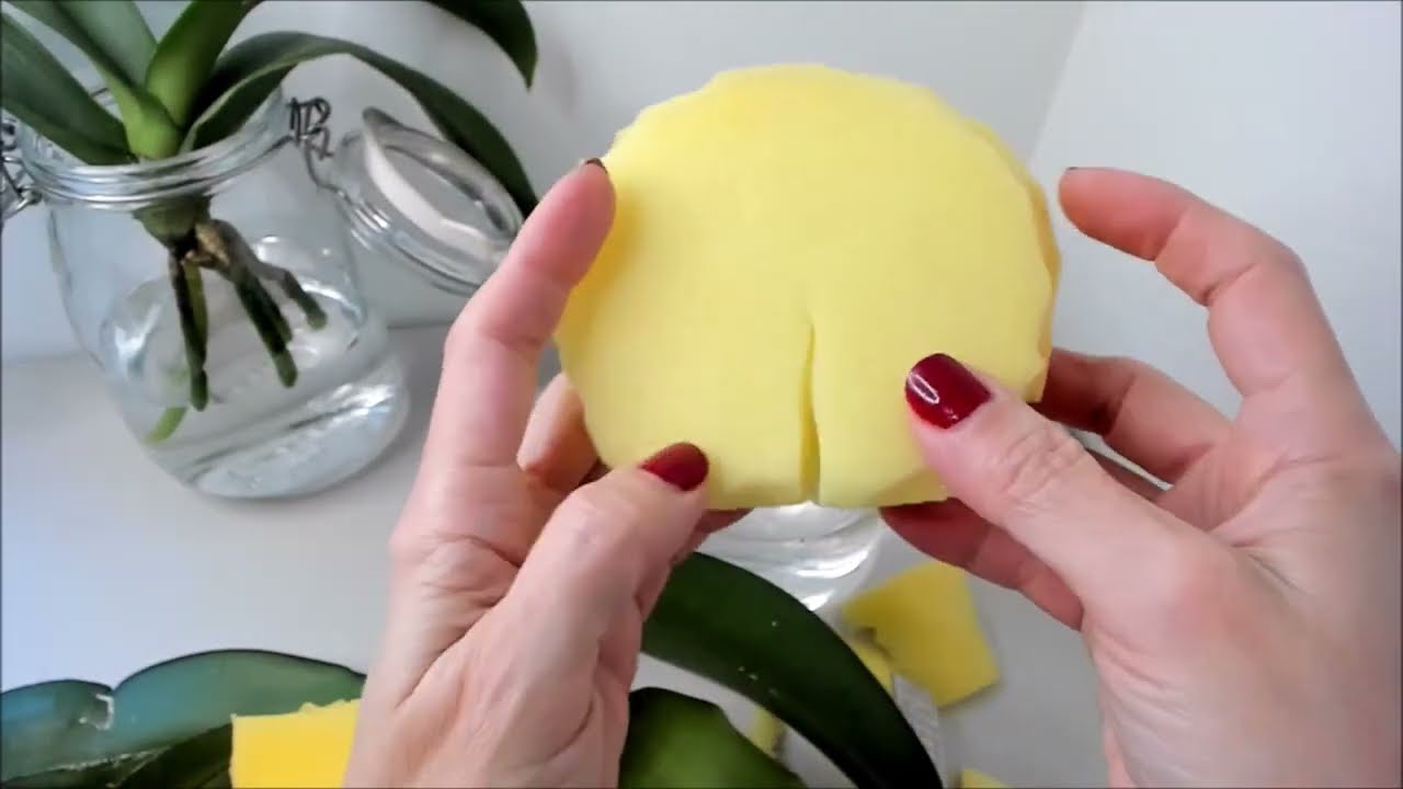 Como cultivar orquideas sin sustrato en agua recuperar pocas raices hojas deshidratadas Parte 2 #374