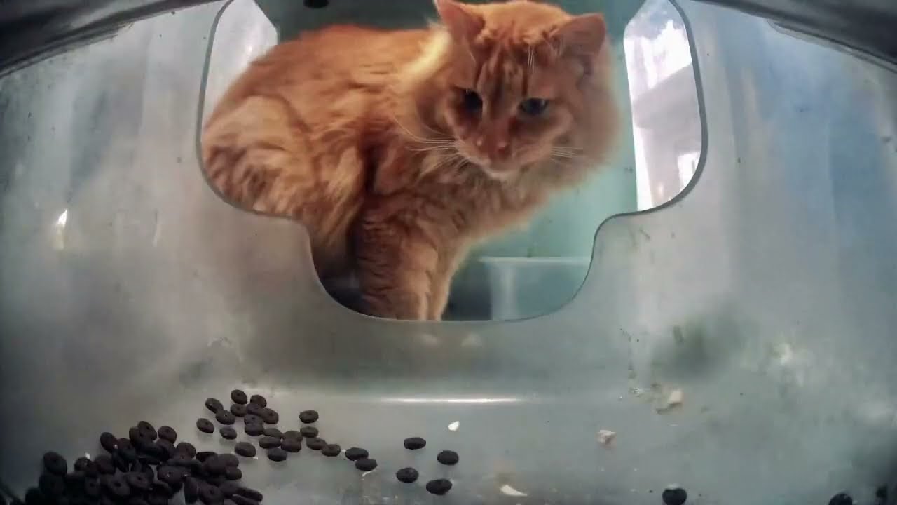 Street Cat Timelapse at Lucky 7-11 II 😸💞
