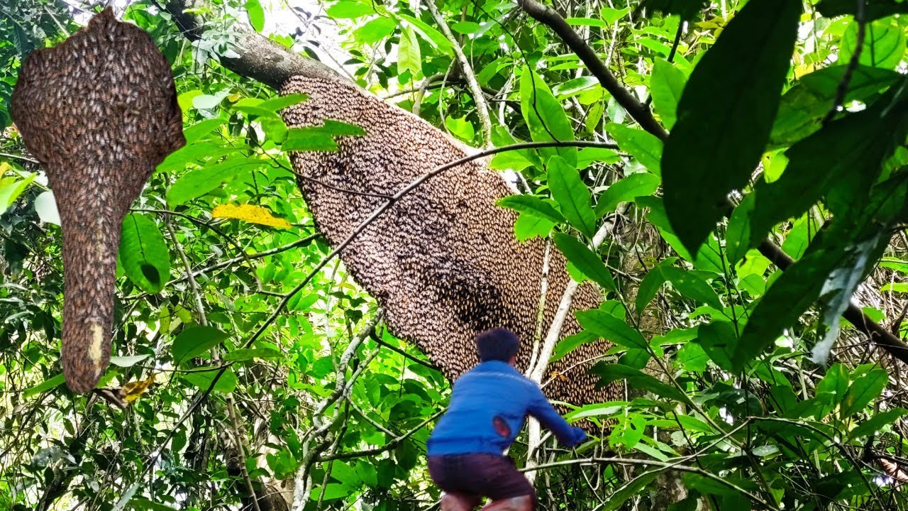 1) bắt đầu vào mùa ong khoái năm 2026