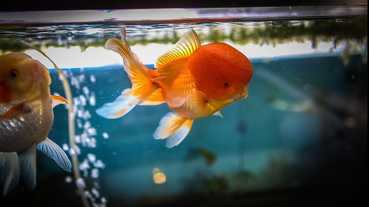 Lets give Epsom salts a try again... My Oranda has Buoyancy issues!