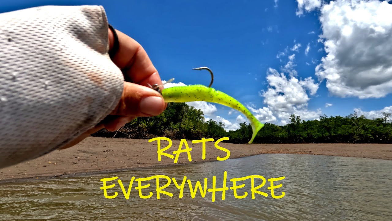 (This Area Is Under Threat) Darwin Harbour Full Of RATS