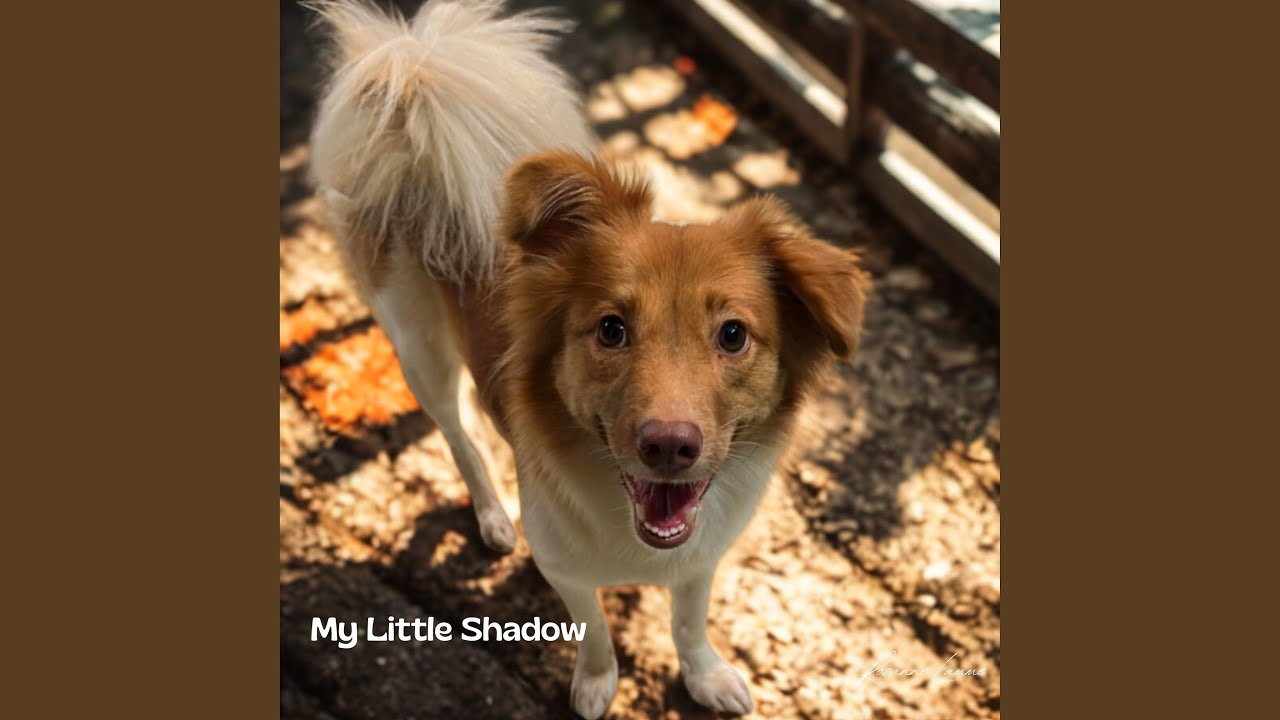 My Little Shadow (In loving memory)