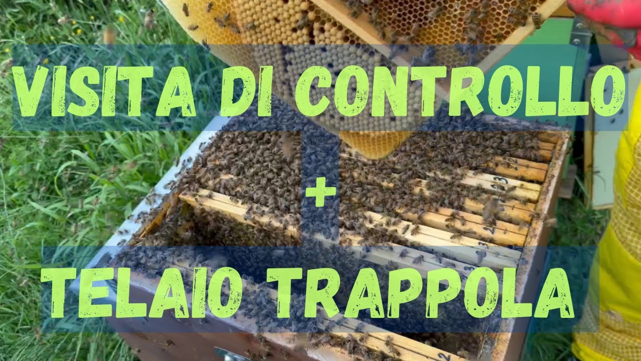 Apicoltura: Visita di controllo 08/06/2023 + telaio trappola