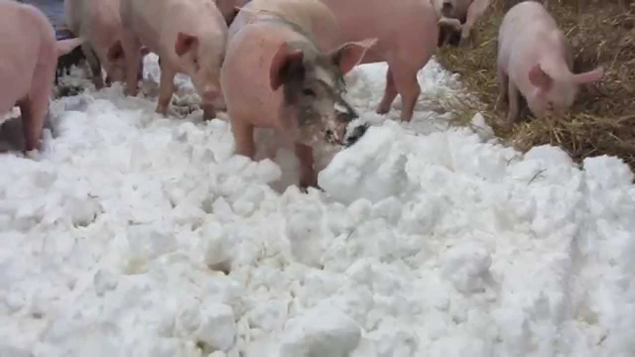 Ollikkalan sikatila, lihasiat lumilla
