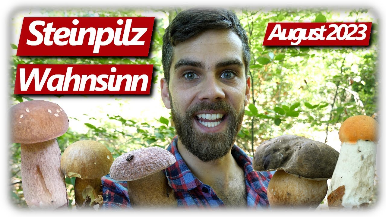 STEINPILZ WAHNSINN August 2023 | Pilze sammeln mit Gl&uuml;cksgef&uuml;hlen ohne Ende