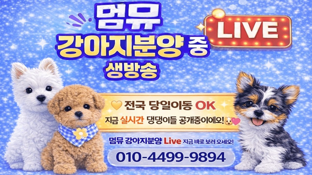 지금 문의 폭주중 🔥❤아기강아지LIVE 실시간 상담❤️#강아지분양 #강아지분양 #라이브 #강아지 #강아지입양 #dog #추천 #화이트테리어