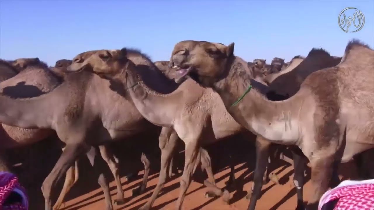 منقية البوادر لون صفر  مالك الإبل  بدر عبدالله الضبعاني الحربي   مهرجان الملك عبدالعزيز للإبل6
