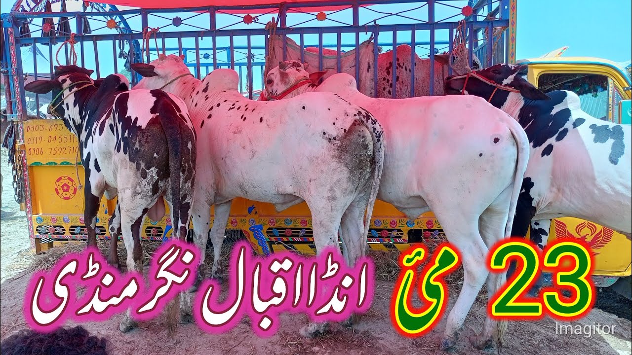Adda Iqbal Nagar mandi today  23, 5/2025 video Dhani nasl aur Fateh jangi janwar Naaz farming