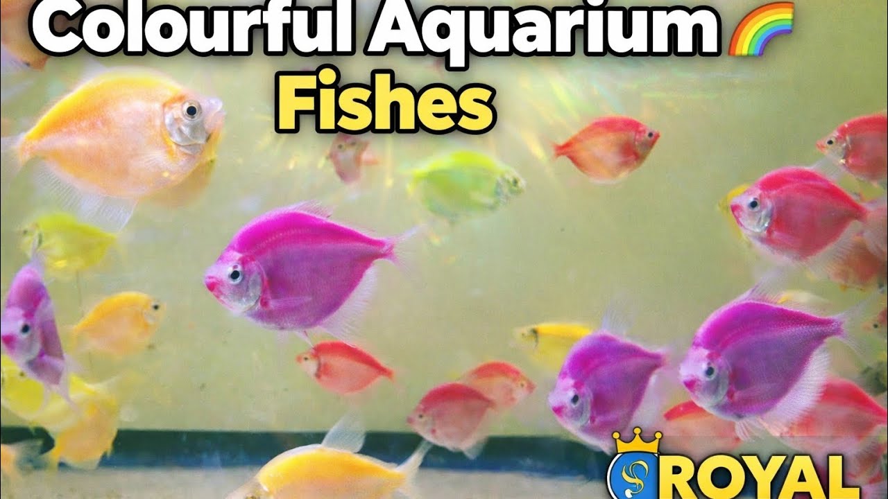 Most Colourful Fish Tank