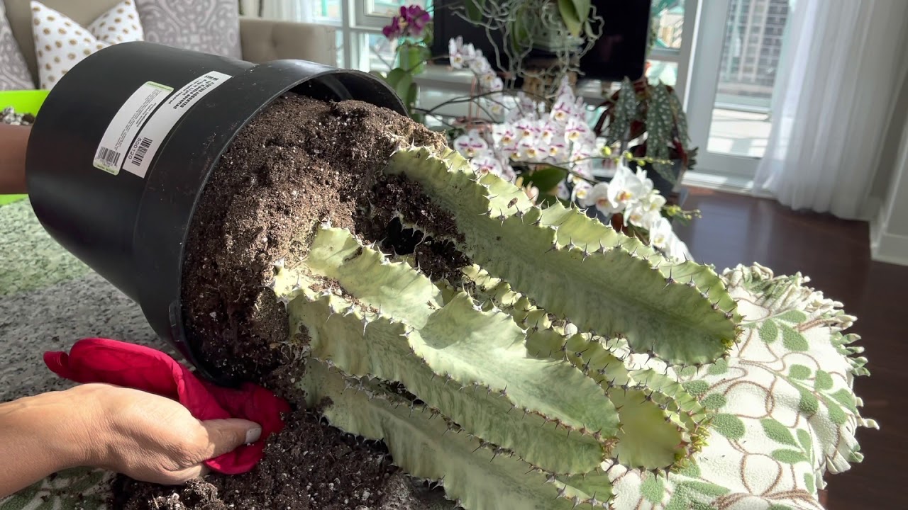 Wish list plant found. Plant Shopping, plant haul and repotting.