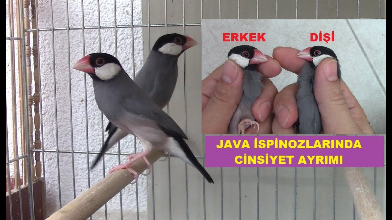 Java İspinozlarında CİNSİYET AYRIMI NASIL YAPILIR ?