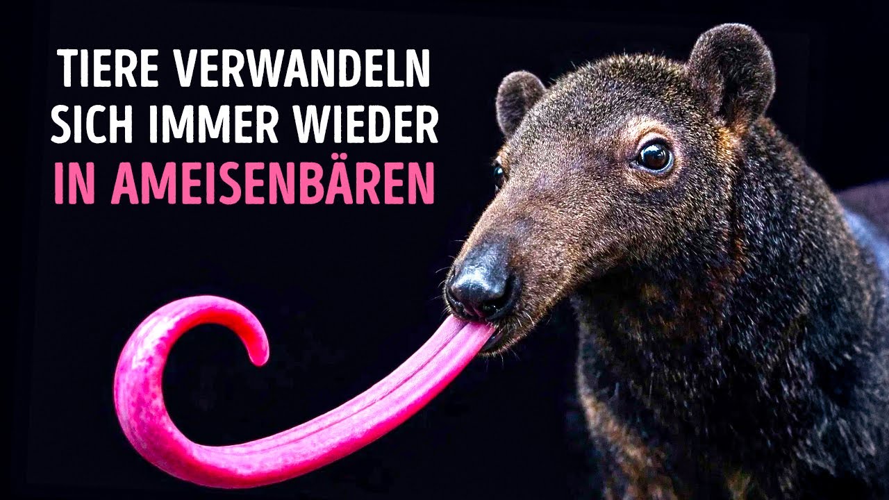 Warum sich Säugetiere immer wieder zu Ameisenbären entwickeln