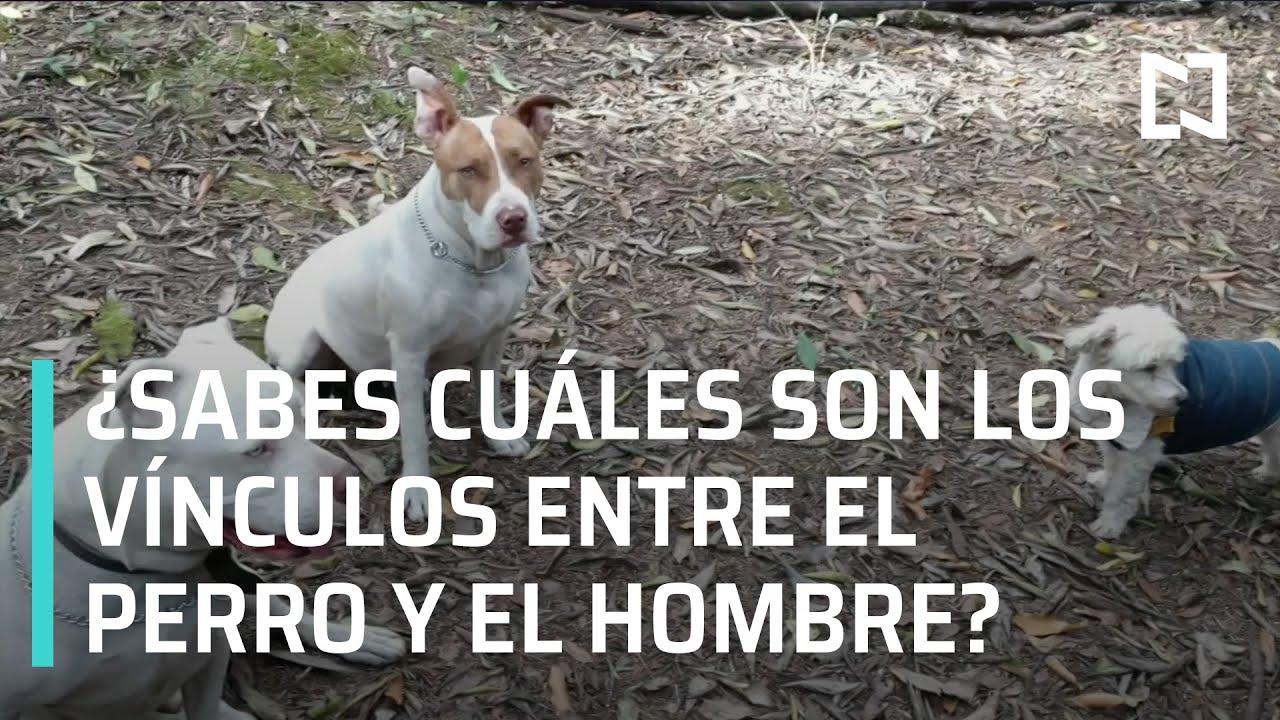 &iquest;Sabes cu&aacute;les son los v&iacute;nculos entre el perro y el hombre? - Las Noticias