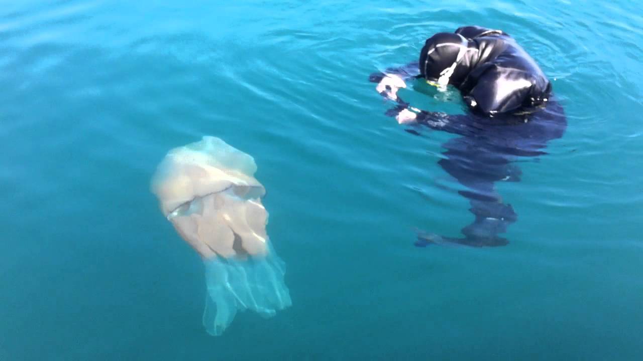 Barrel Jellyfish (Rhizostoma) with cameraman in water. As seen on BBC Spotlight South West.