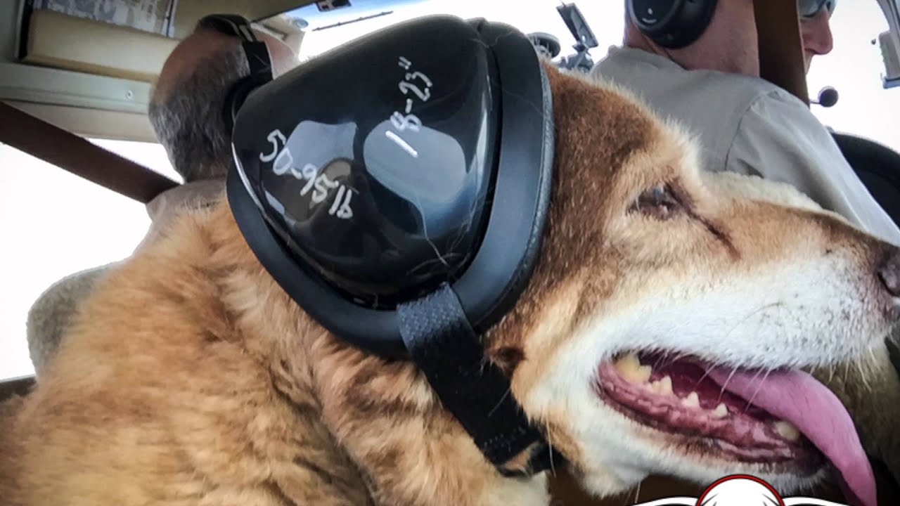 Saving Brownie from Certain Death - Dog Rescue Mission