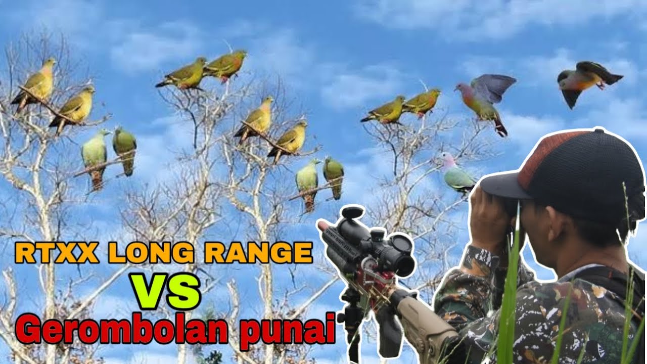 RTXX super garang di spot beringin berbuah…ratusan punai ada disini