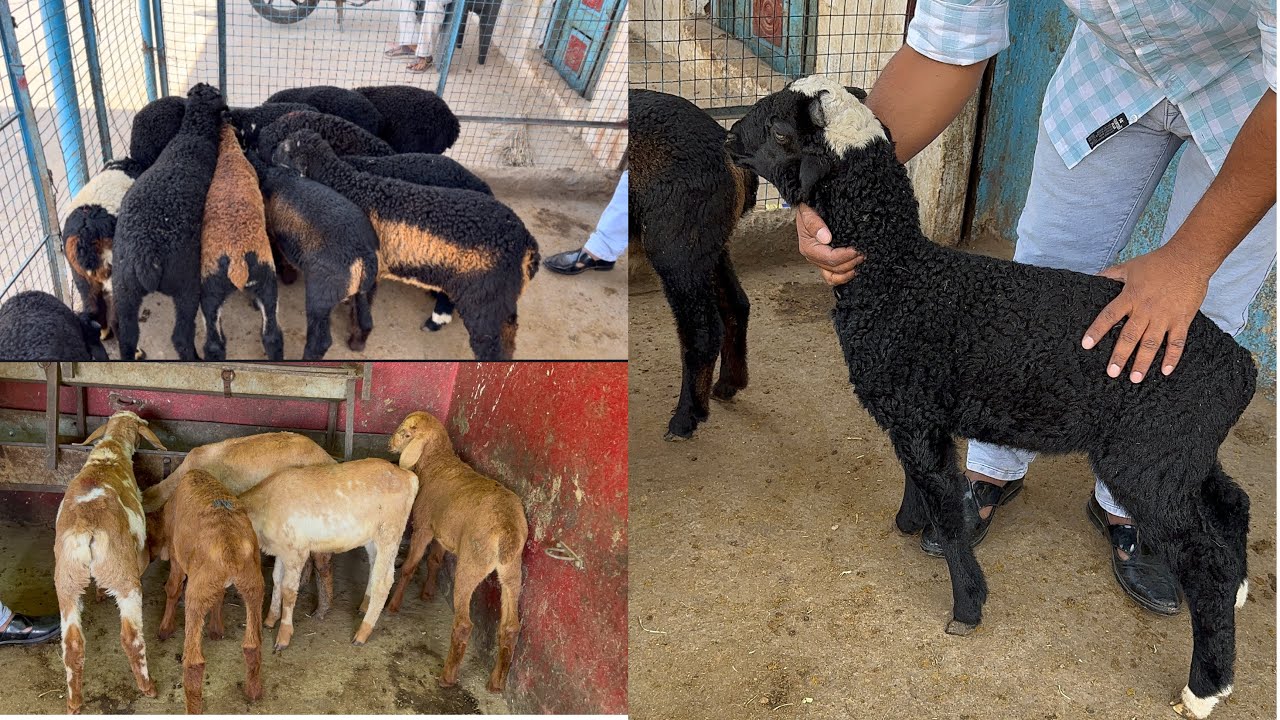 Овцы Карнатаки доступны в MGS