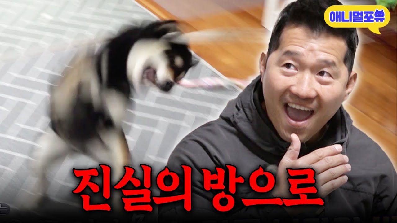 진실의 방으로 끌려간 개, 강형욱 훈련사에게 잘못 걸렸다 I KBS 개는 훌륭하다 240205 방송