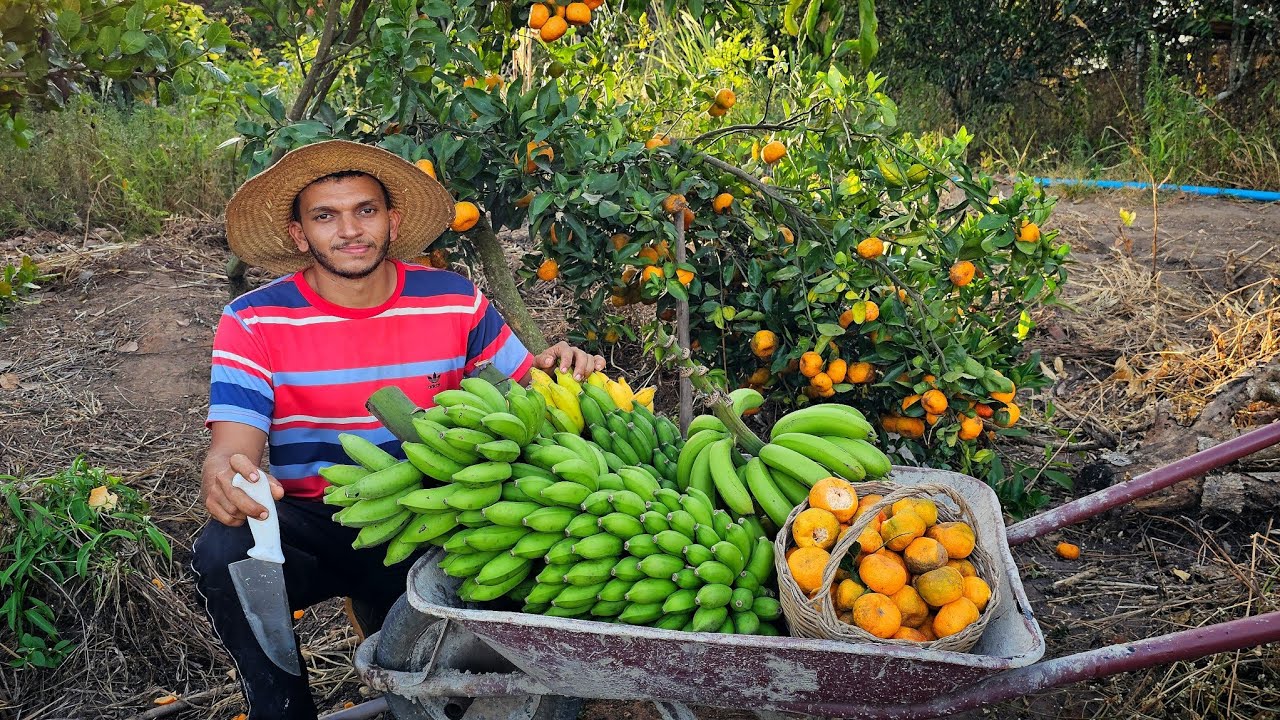 Dia de colheitas de frutas  aqui  no sítio 