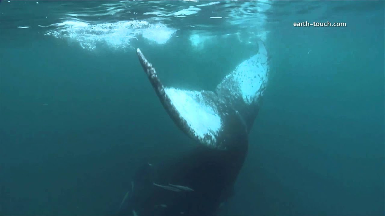 Diver nearly hit by Whale | Crazy Cameramen Episode 2