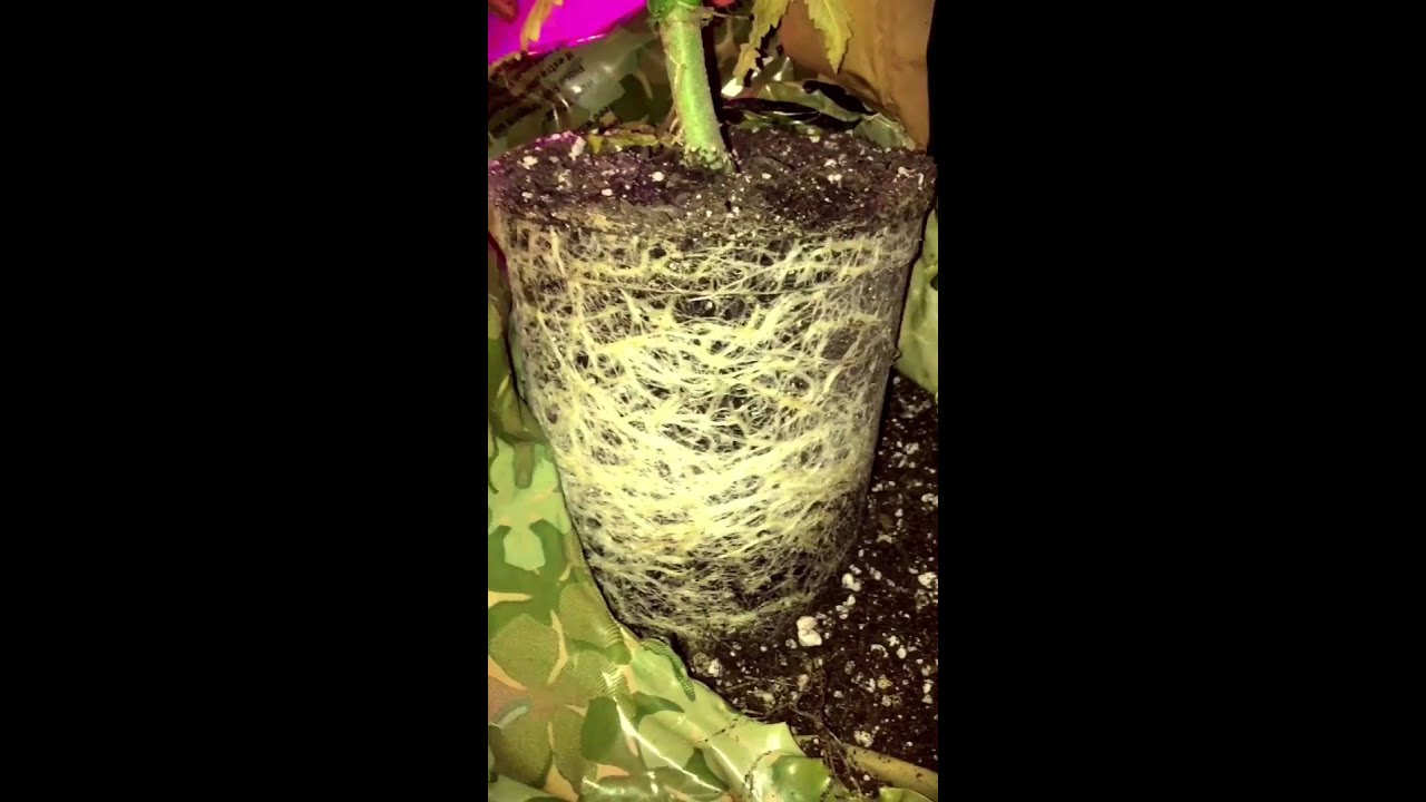 Bigger roots for bigger fruits!!
