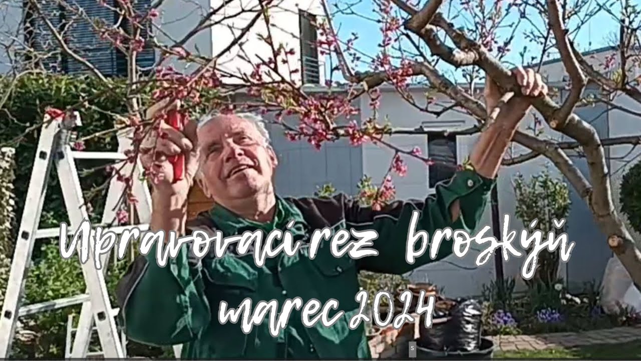 Upravovací rez broskýň