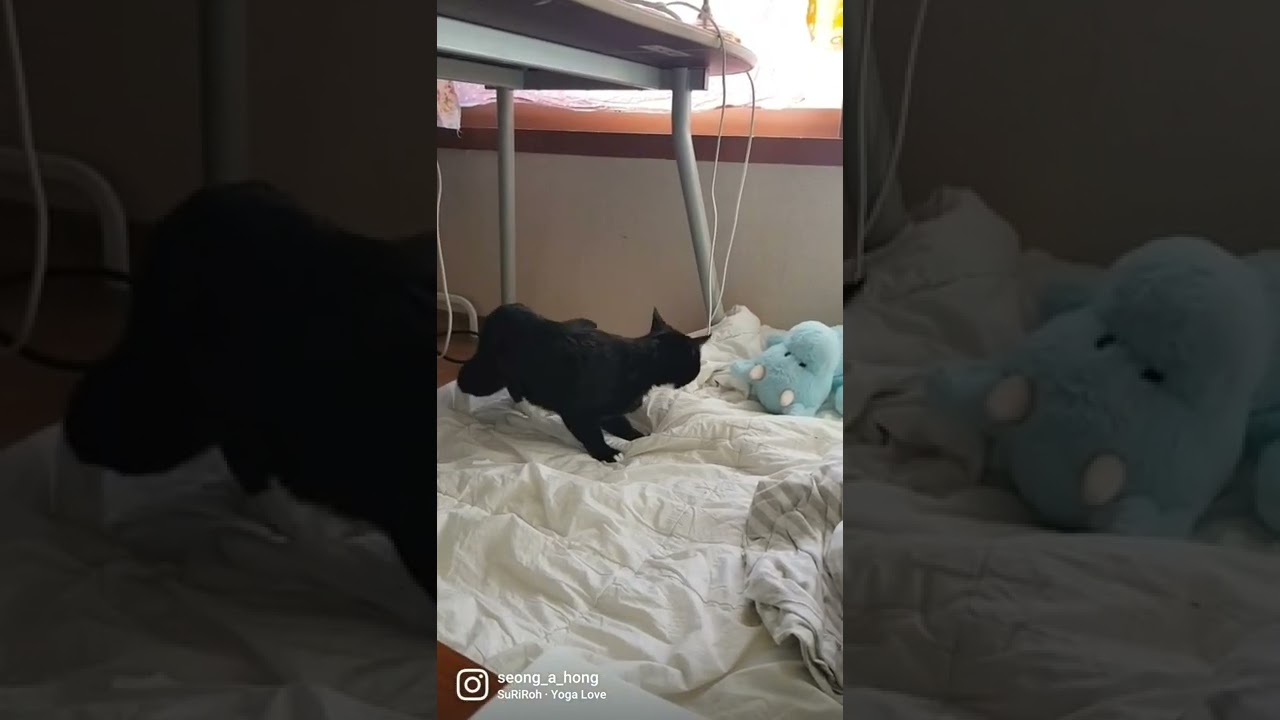 요가의 달인  the master of yoga#shorts #cat #catlife #고양이 #고양이일상