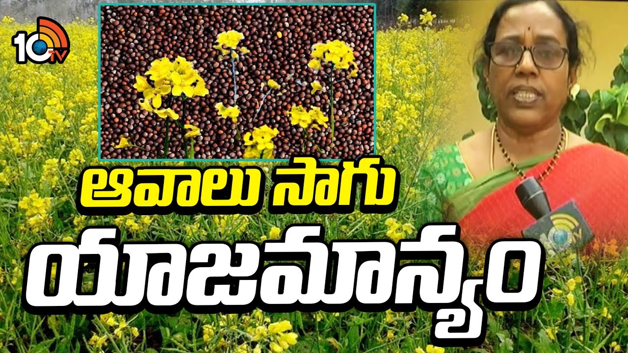 ఆవాలు సాగు యాజమాన్యం | Mustard Farming | Avalu Cultivation | Matti Manishi | 10TV