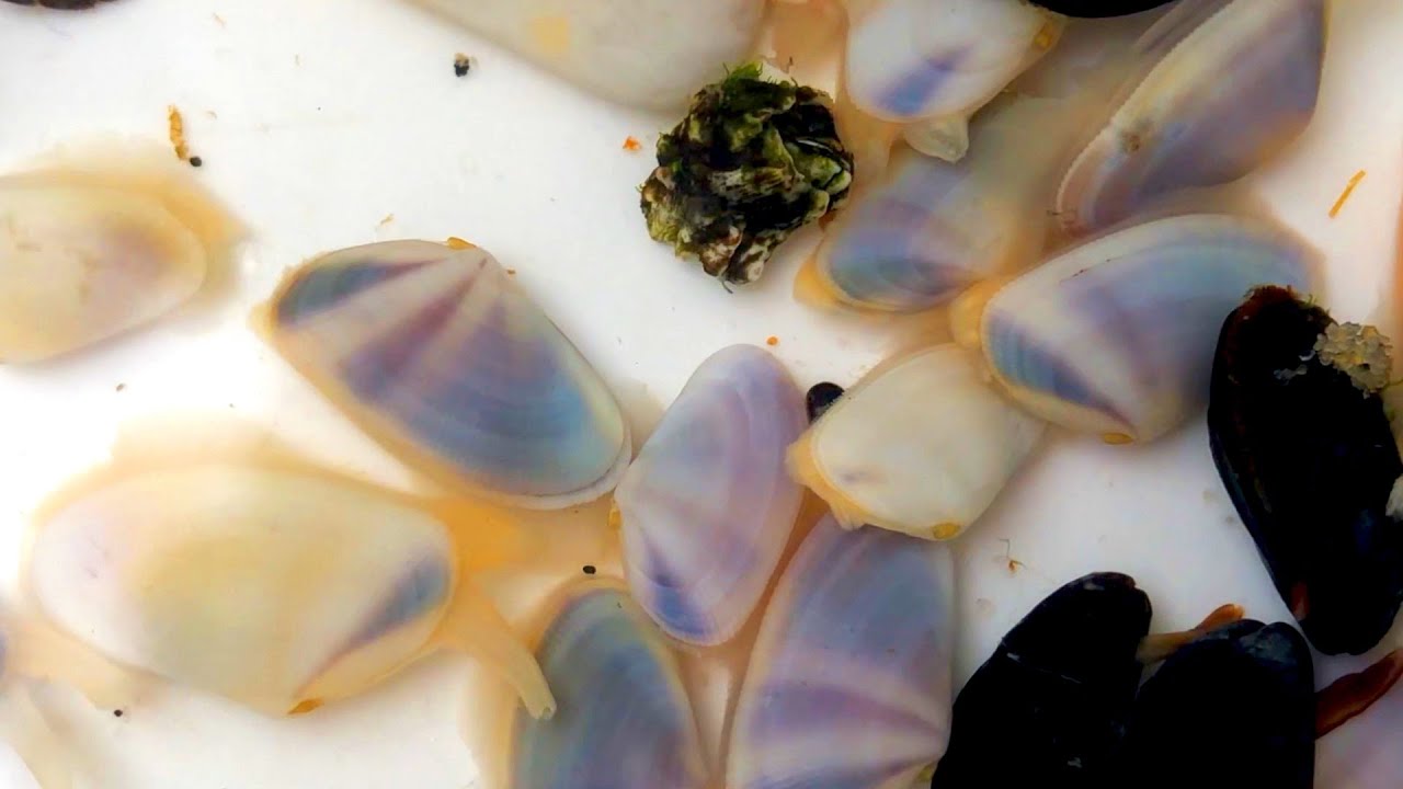 Coquina clams on the Jersey Shore - how they breathe, feed, and hide!