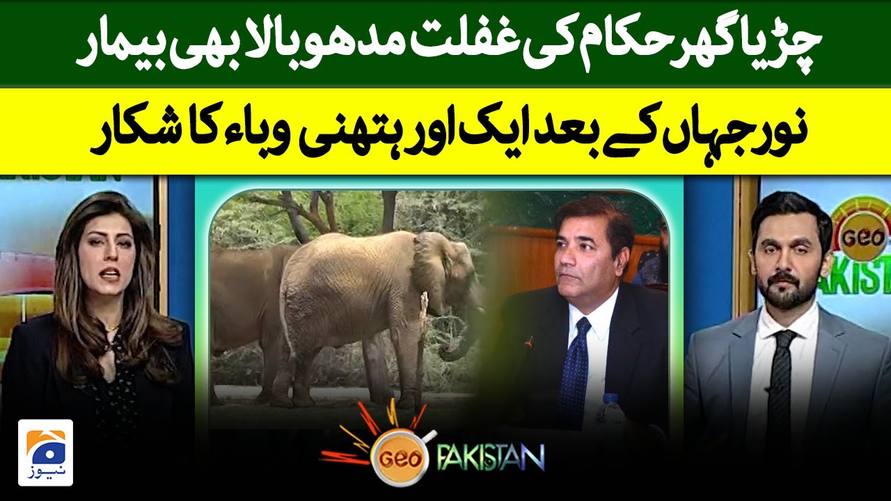 Negligence of zoo authorities: after Noorjahan another elephant victim of an epidemic - Geo Pakistan