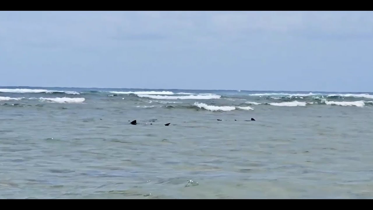 Negaprion brevirostris - LEMON SHARK BAY - Ilha do Sal, Cabo Verde - jul25