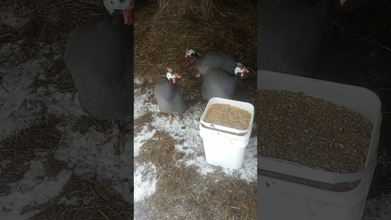 Пытаюсь обмануть глупца. 😜 Не получается. 😆