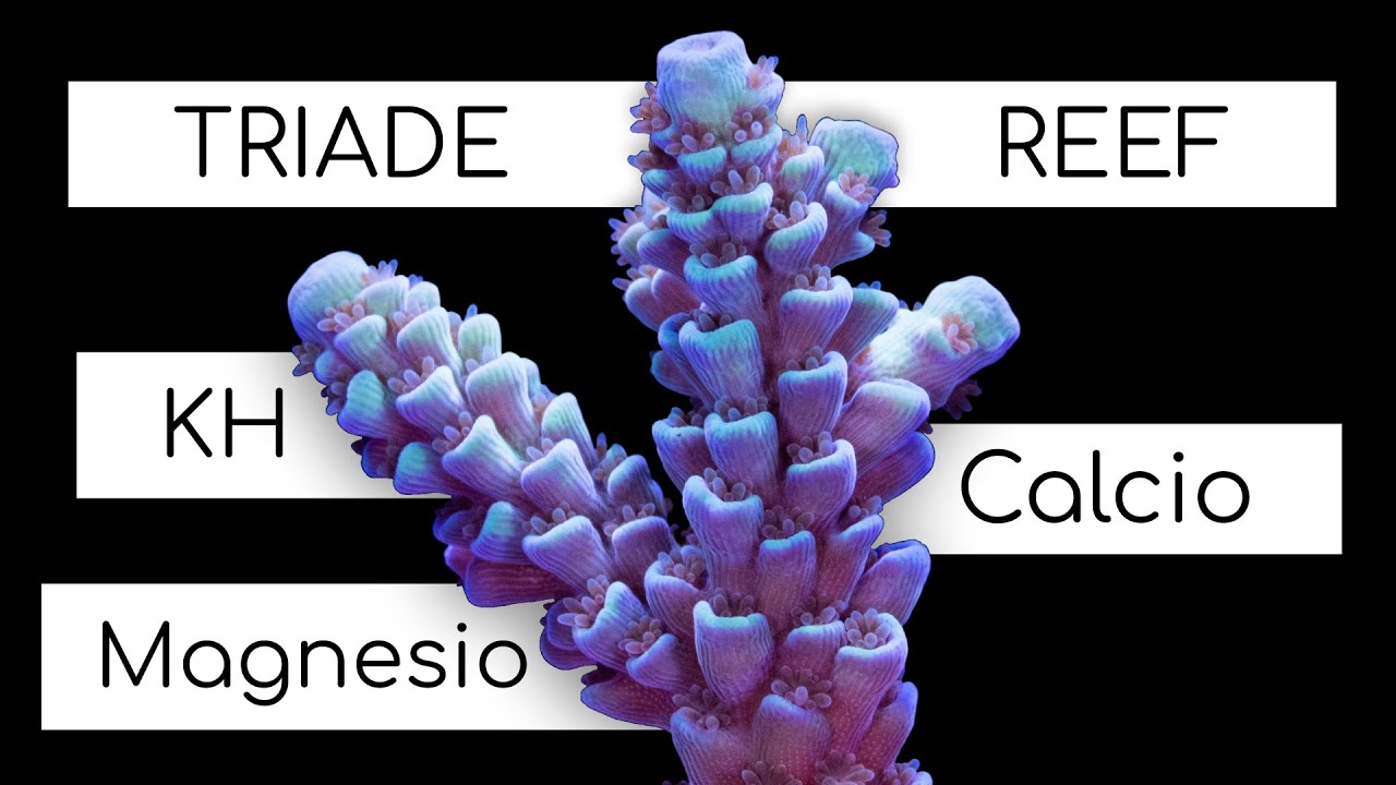 Calcio, KH, Magnesio - Come integrare la TRIADE in acquario - Kalkwasser, Reattore di Ca e Balling