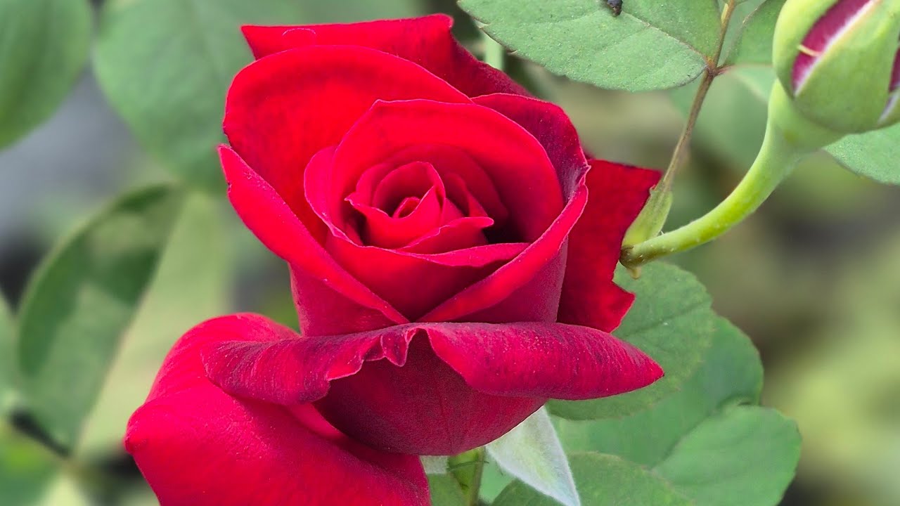 শুভ সন্ধ্যা বন্ধুরা...sangi's live এ চলে এসো সবাই...joldi joldi......