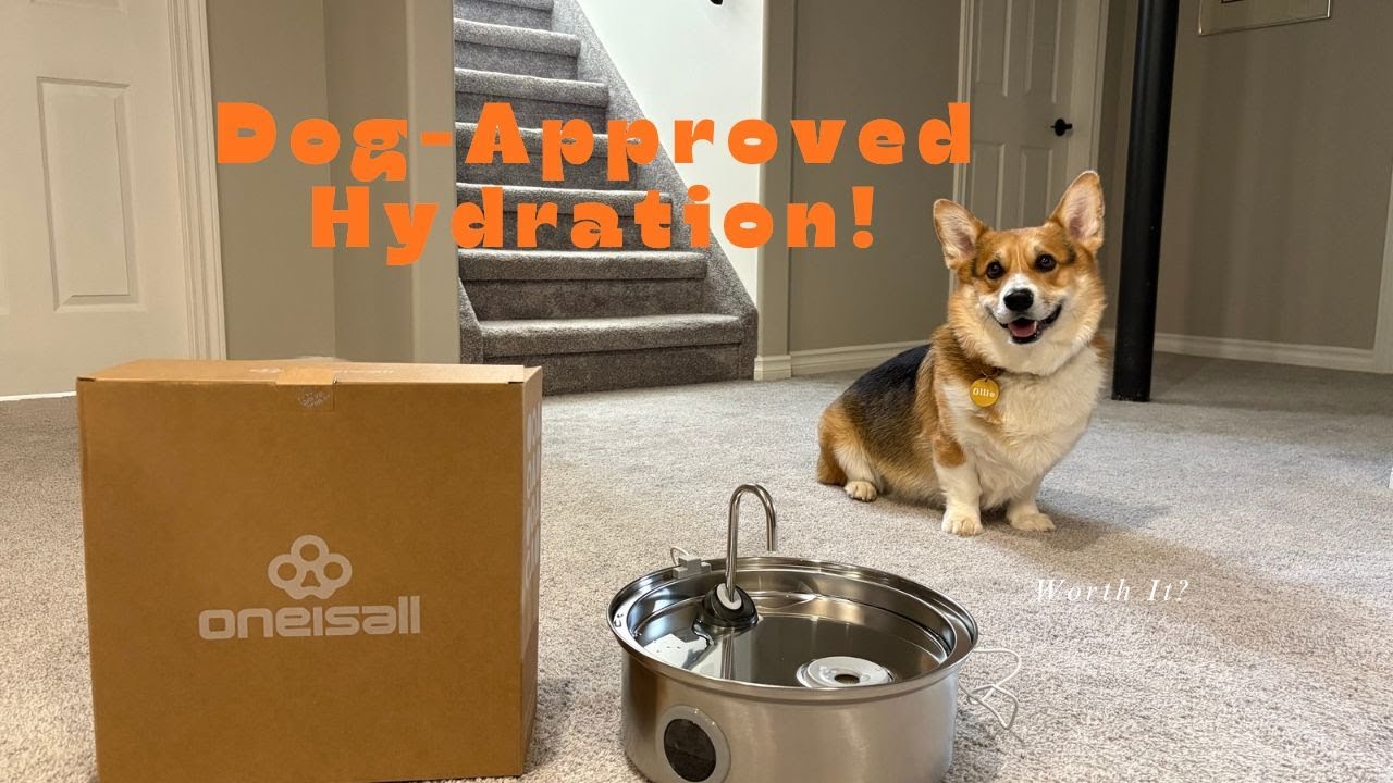Hydration Glow-Up for Dogs| Why Everyone's Switching to This Fountain
