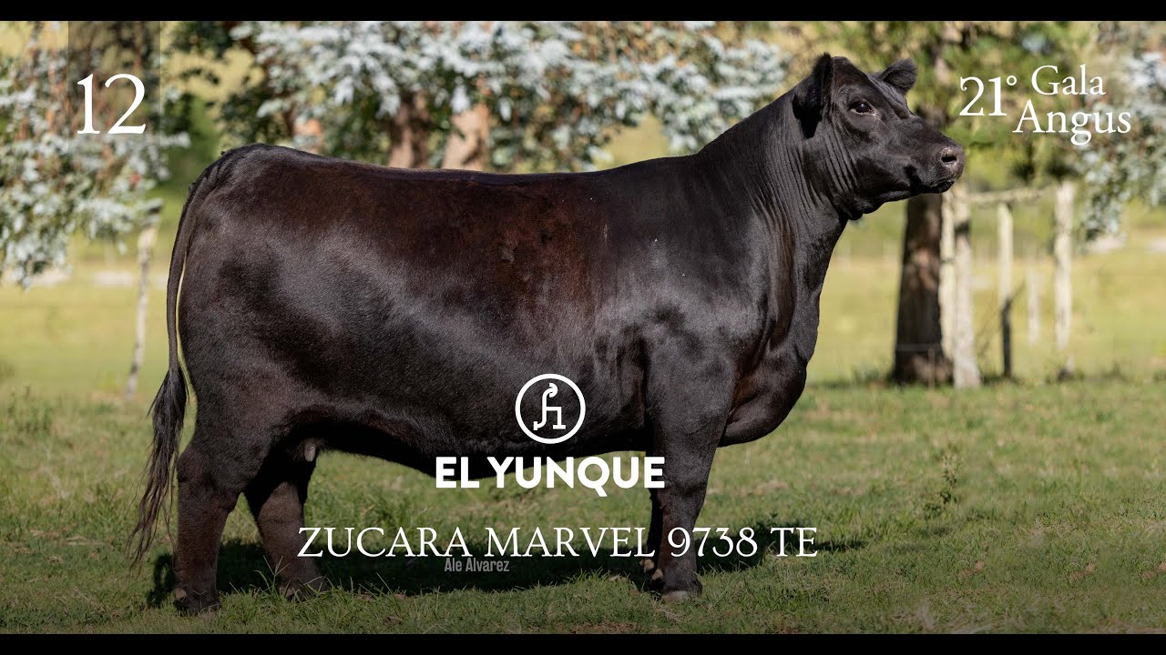 LOTE  12   RP 9738
