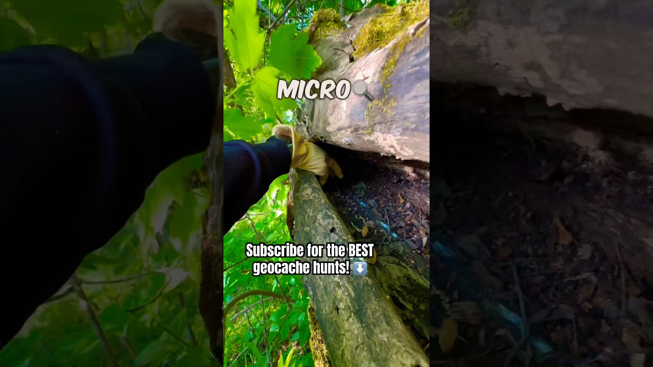 Would you be able to spot this 4.0 Difficulty micro cache hidden in the Woods?! 🔍
