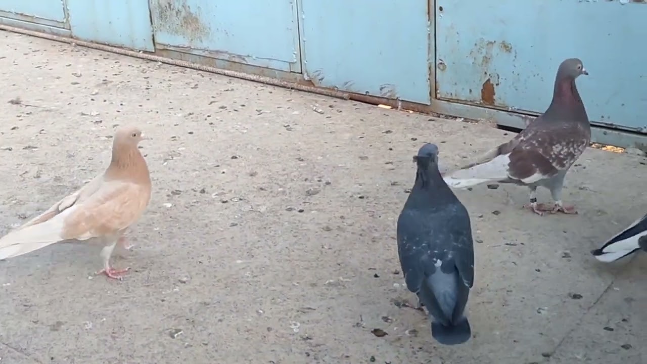 المخلليف الخوان واحد يلعب ولثاني مايلعب ماهوا السبب