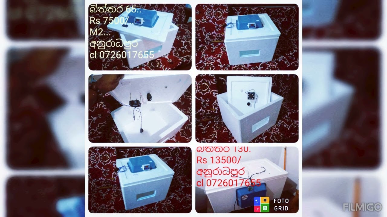 👌රුපියල් 60න්..කුකුල් පැටියෙක් හාද ගමු.. මෙන්න ගේනවා.. බිත්තර රක්වන මැෂින් අඩුම මිල අපෙන් 0719810422