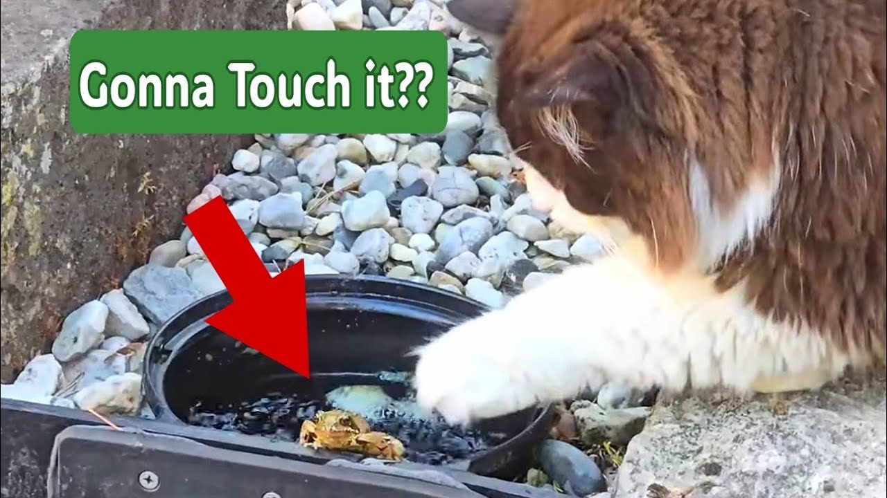 Cat Meets Frog For The First Time - The Curious Frog Adventure
