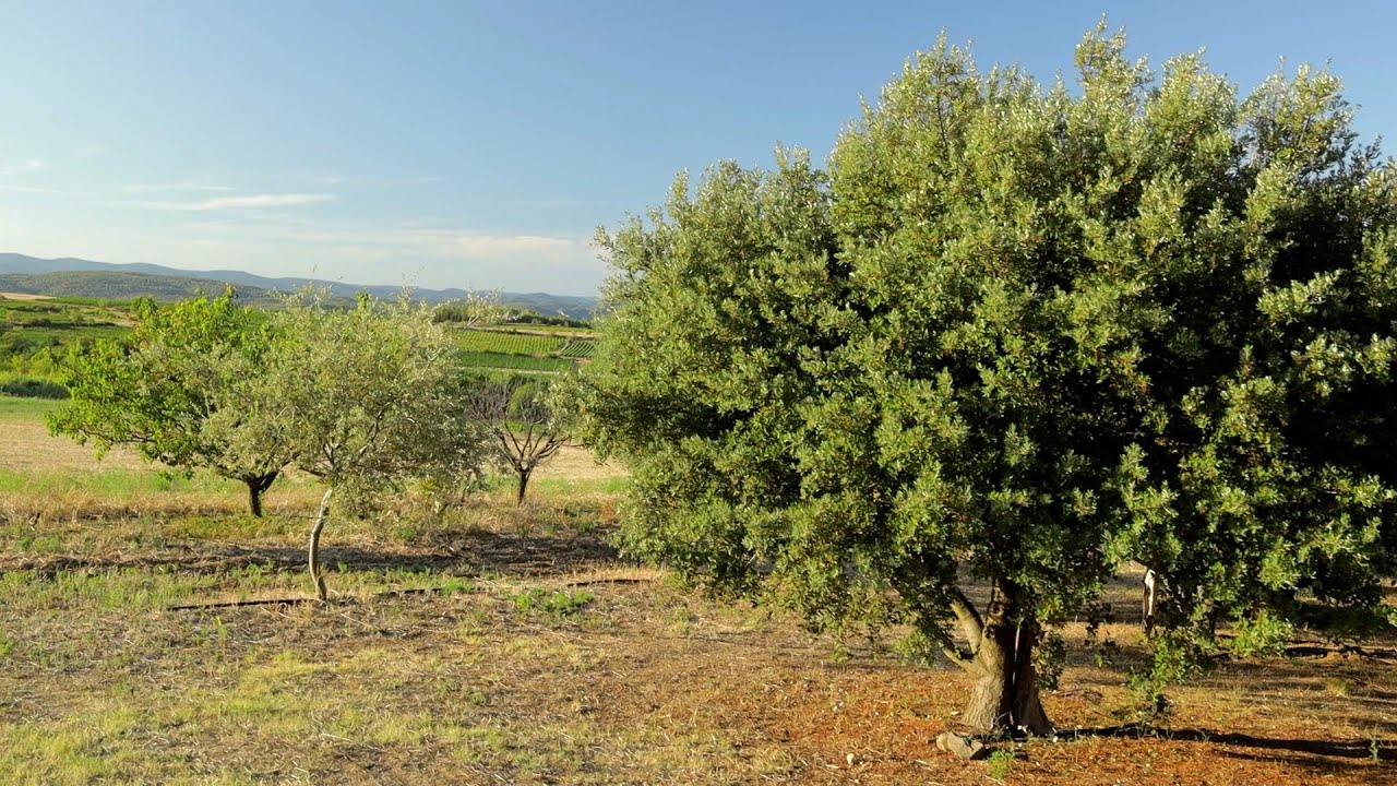 Ginestas