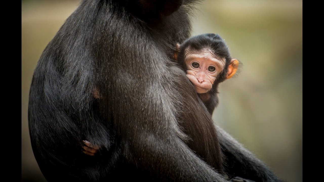 Five-day-old Sulawesi Crested Macaque at Chester Zoo